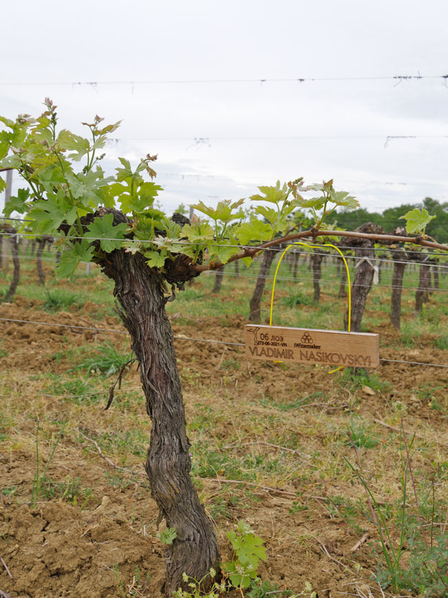 Виноградник на урожай